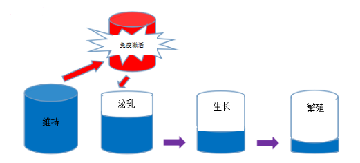 母豬營(yíng)養(yǎng)學(xué)習(xí)感悟