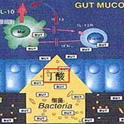 丁酸鈉在水產(chǎn)動(dòng)物上的應(yīng)用
